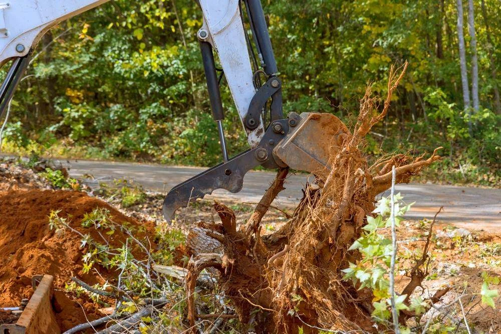 Tree and stump removal in Caboolture