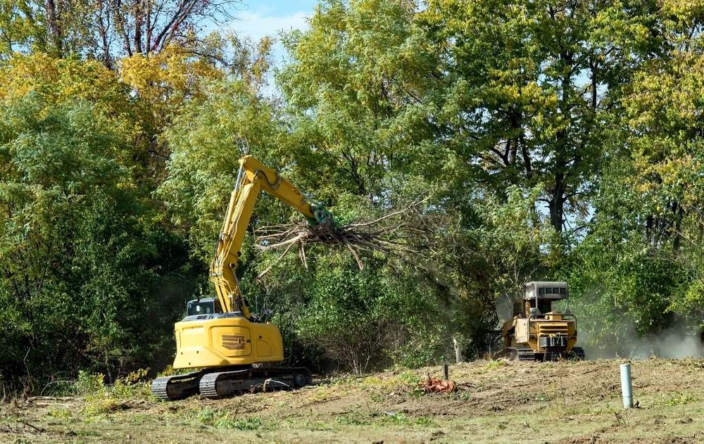 Tree and stump removal in Morayfield