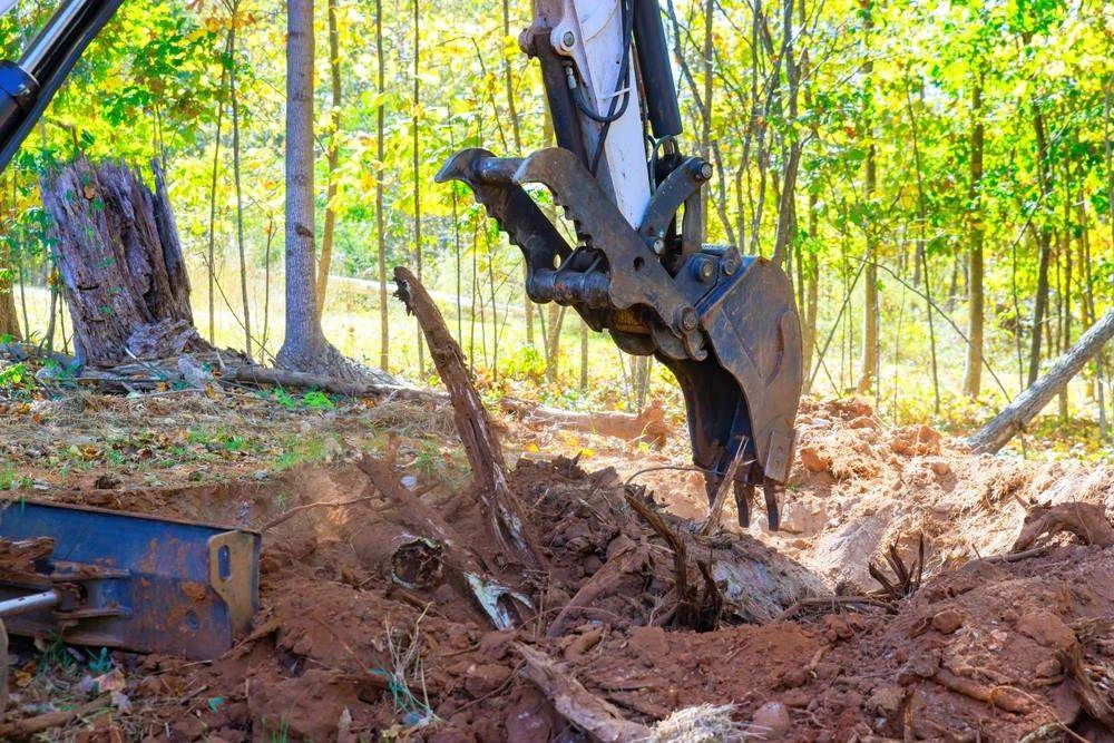 Tree and stump removal in Narangba