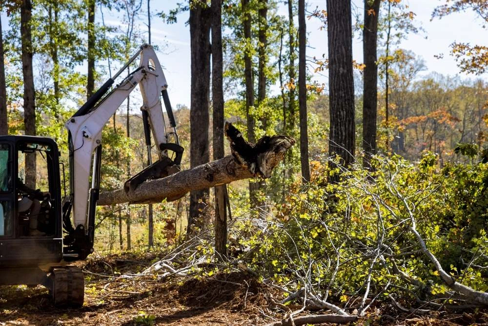 Tree and stump removal in Burpengary