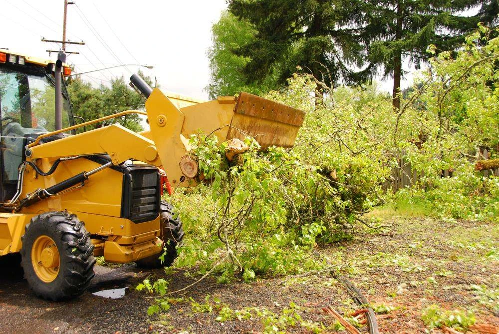 Loader clearing felled trees and green waste from a site