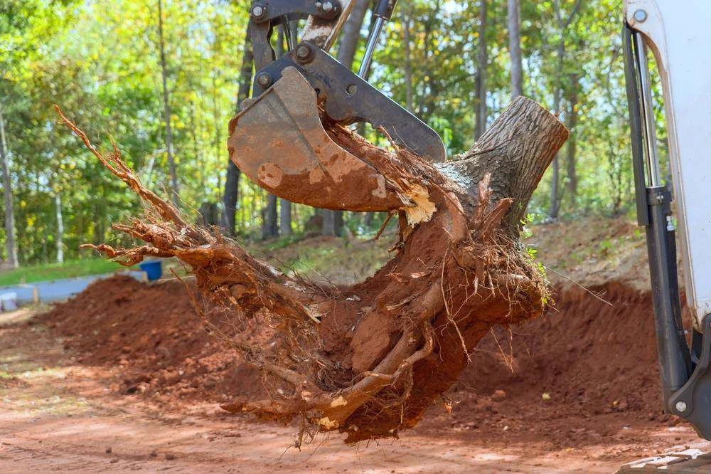 Tree and stump removal in North Lakes